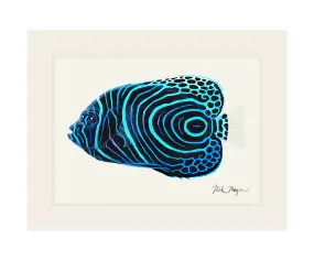 Juvenile Emperor Angelfish Print