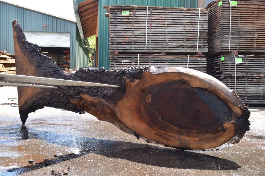 Oregon Black Walnut Slab 051122-04